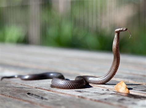 Cara membunuh ular di dalam kloset Cara Mengusir Ular dari Rumah